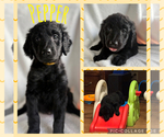 Puppy Pepper Goldendoodle