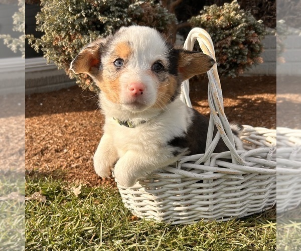 Medium Photo #5 Pembroke Welsh Corgi Puppy For Sale in MIDDLEBURY, IN, USA