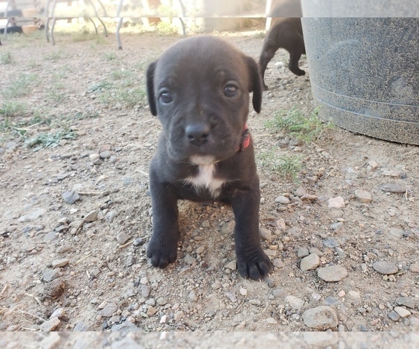 Medium Photo #5 Cane Corso Puppy For Sale in TRINIDAD, CO, USA