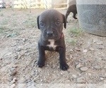 Small Photo #5 Cane Corso Puppy For Sale in TRINIDAD, CO, USA