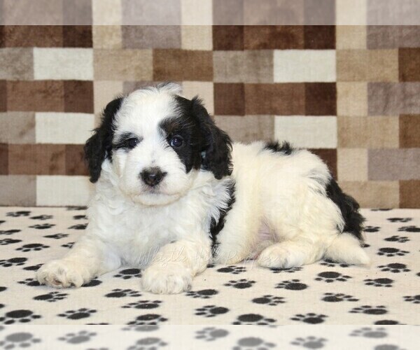 Medium Photo #2 Bernedoodle (Miniature) Puppy For Sale in DENVER, PA, USA