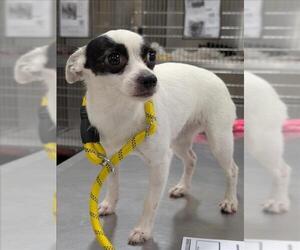 Chihuahua Dogs for adoption in Forestville, MD, USA