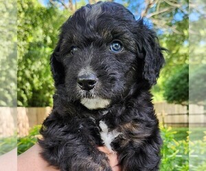 F2 Aussiedoodle Puppy for sale in COLUMBIA, TN, USA