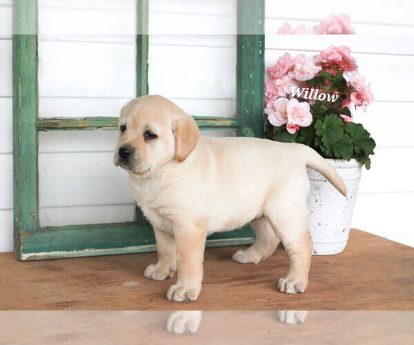 Medium Photo #3 Labrador Retriever Puppy For Sale in STANLEY, NY, USA