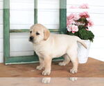 Small Photo #11 Labrador Retriever Puppy For Sale in STANLEY, NY, USA