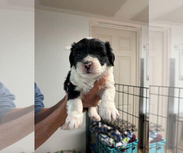 Medium Photo #1 Mutt Puppy For Sale in Sequim, WA, USA