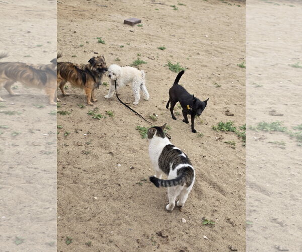 Medium Photo #10 Chihuahua Puppy For Sale in Sandy, UT, USA