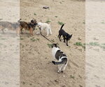 Small #9 Chihuahua