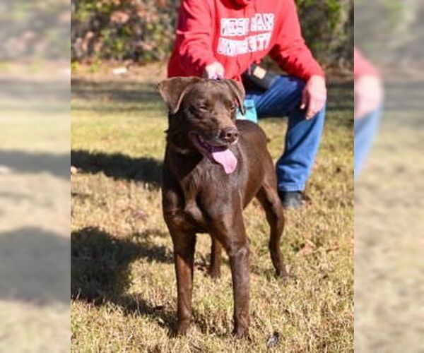 Medium Photo #2 Labrador Retriever-Unknown Mix Puppy For Sale in Glen Allen, VA, USA