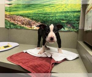 American Pit Bull Terrier-Unknown Mix Dogs for adoption in Moreno Valley, CA, USA