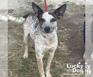 Mutt Dogs for adoption in Washington, DC, USA