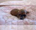 Small Photo #14 Yorkipoo Puppy For Sale in ARLINGTON, TX, USA
