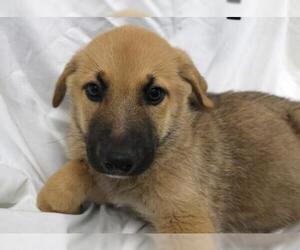 Mutt Dogs for adoption in Thief River Falls, MN, USA