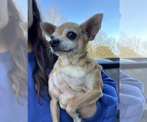 Chihuahua-Unknown Mix Dogs for adoption in Holly Springs, NC, USA