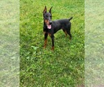 Small #1 Doberman Pinscher