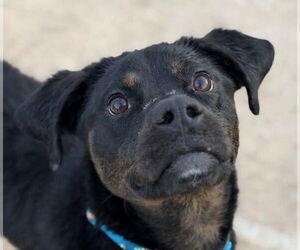 Mutt Dogs for adoption in Canton, CT, USA