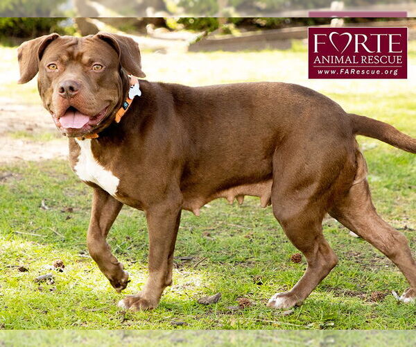 Medium Photo #3 American Staffordshire Terrier-Unknown Mix Puppy For Sale in Marina del Rey, CA, USA