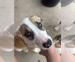 Small #3 American Pit Bull Terrier Mix