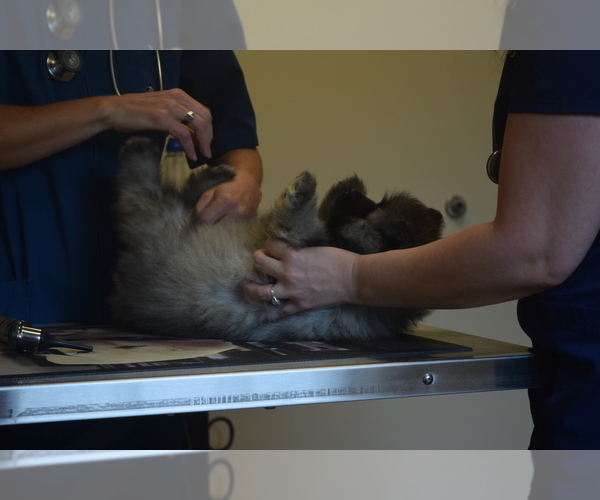 Medium Photo #27 Keeshond Puppy For Sale in FAYETTEVILLE, TN, USA