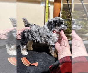 Poodle (Miniature) Puppy for sale in GRANTS PASS, OR, USA