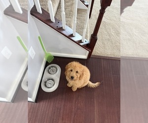 Goldendoodle Puppy for sale in SILVER SPRING, MD, USA