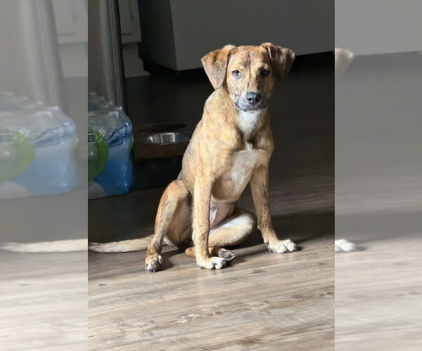 Medium Photo #5 Mutt Puppy For Sale in Evansville, IN, USA