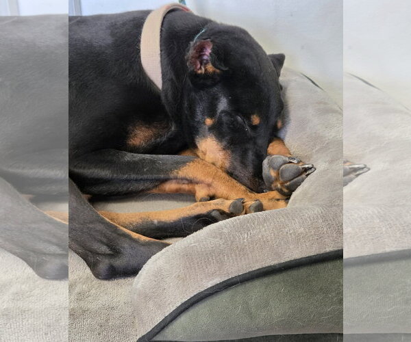 Medium Photo #9 Doberman Pinscher Puppy For Sale in Sandy, UT, USA
