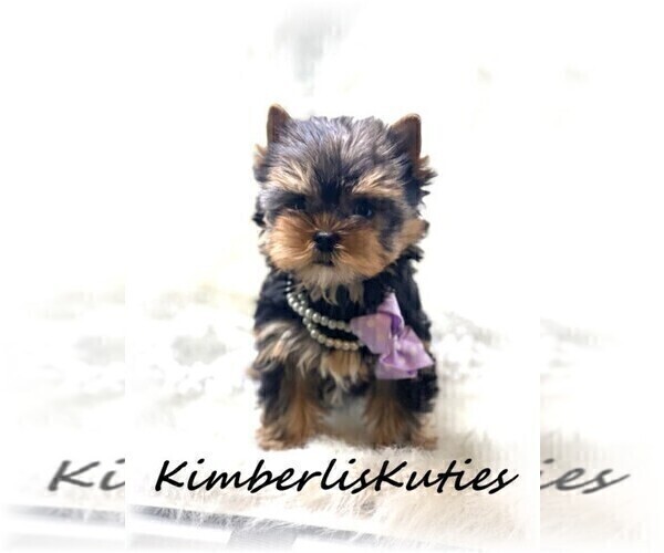 Medium Photo #1 Yorkshire Terrier Puppy For Sale in LIPAN, TX, USA