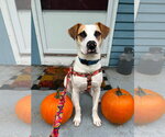 Small Photo #2 Labrador Retriever-Unknown Mix Puppy For Sale in Wakefield, RI, USA
