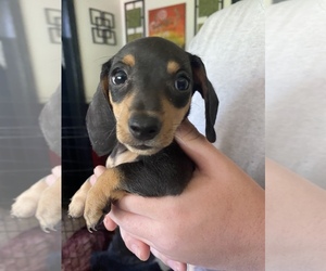 Dachshund-Yorkie Pin Mix Puppy for sale in LORAIN, OH, USA