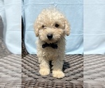 Small Poodle (Miniature)