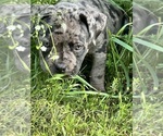 Small #8 American Bully