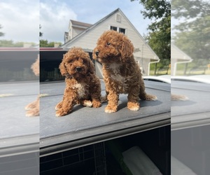 Miniature Pinscher-Poodle (Toy) Mix Puppy for sale in HONEY BROOK, PA, USA