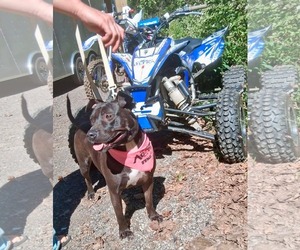 American Pit Bull Terrier-Unknown Mix Dogs for adoption in Germantown, OH, USA