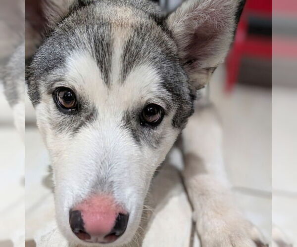 Medium Photo #2 Siberian Husky-Unknown Mix Puppy For Sale in Omaha, NE, USA
