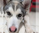 Small #1 Siberian Husky Mix