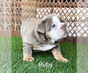 English Bulldog Puppy for sale in RIVERSIDE, CA, USA