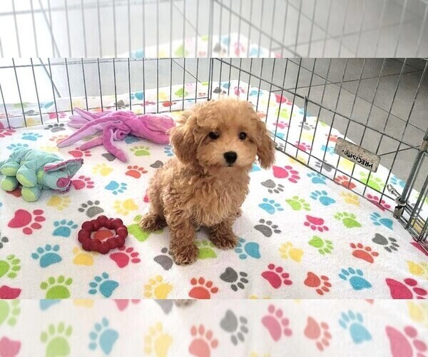 Medium Photo #6 Poodle (Toy) Puppy For Sale in ORO VALLEY, AZ, USA