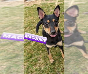 Macquire - Male Rat Terrier-Shiba Inu Mix Dog for Adoption - Photo #2