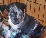 Small Photo #1 Catahoula Leopard Dog Puppy For Sale in WADDY, KY, USA