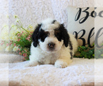 Small Photo #3 Bernedoodle-Poodle (Miniature) Mix Puppy For Sale in NARVON, PA, USA
