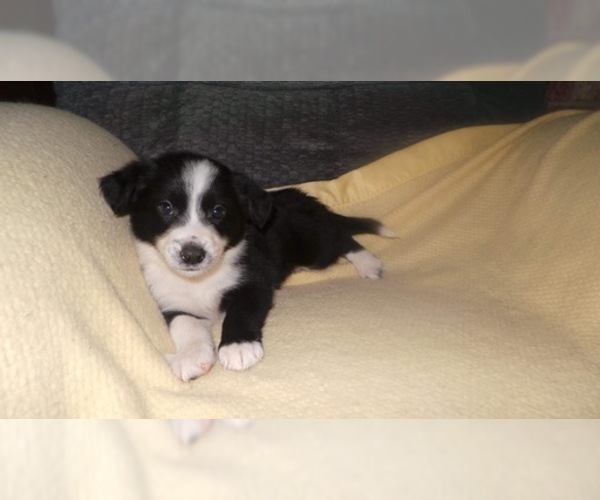 Medium Photo #1 Border Collie Puppy For Sale in AIKEN, SC, USA