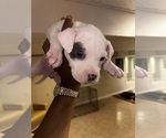 Small #5 American Bully-American Pit Bull Terrier Mix