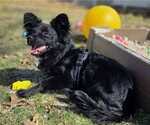 Small #2 Australian Shepherd-Rat Terrier Mix