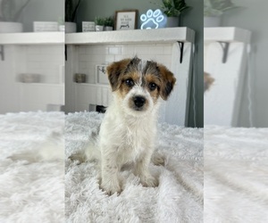 YorkiePoo Puppy for sale in INDIANAPOLIS, IN, USA