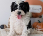Small #5 ShihPoo