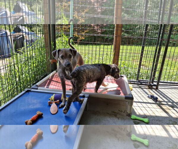Medium Photo #4 Mutt Puppy For Sale in Sebec, ME, USA