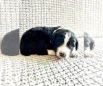 Small Photo #6 Australian Cattle Dog-Poodle (Standard) Mix Puppy For Sale in ROCK, WV, USA
