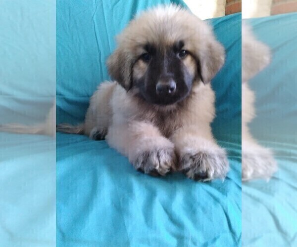 Medium Photo #3 German Shepherd Dog Puppy For Sale in YUCCA VALLEY, CA, USA