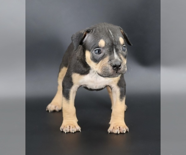Medium Photo #1 American Bully Puppy For Sale in CHAMPAIGN, IL, USA